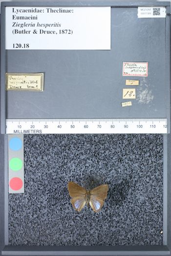 Media type: image;   Entomology 71305